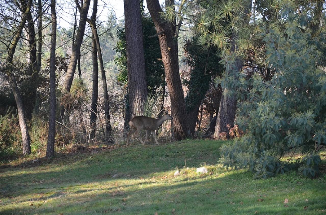 Bed and Breakfast L'Hippocampe Serent Экстерьер фото